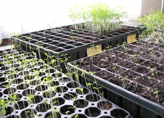 ������: ����� ��������� � �����������