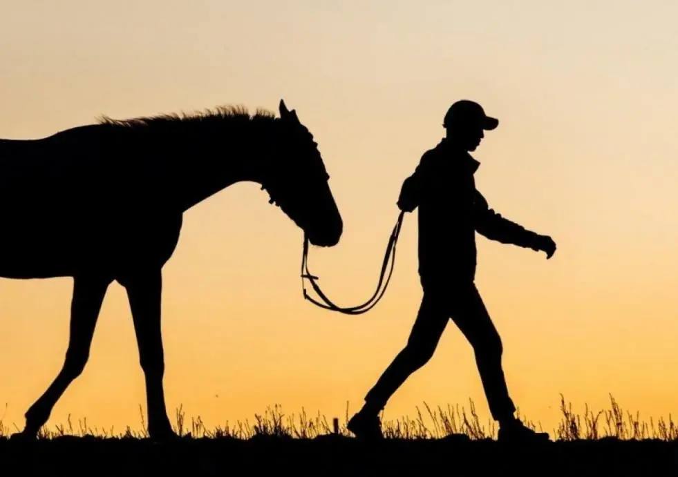 Полицейские Кош-Агачского района задержали сельчанина, подозреваемого в краже трех лошадей и жеребца