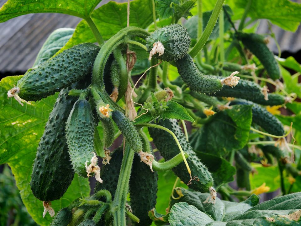 Гибриды огурцов турецкого происхождения: секреты урожайности и стойкости