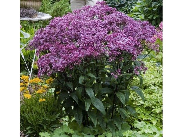 ���������: ������� ������������ ���������� ���� ��� ������ ������