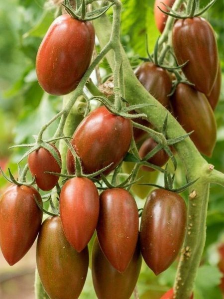 Томаты Черри Дюкре: новые горизонты в мире вкусов и заготовок