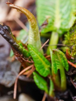 ������� �������� � ������� ����������� � ��������� �����������