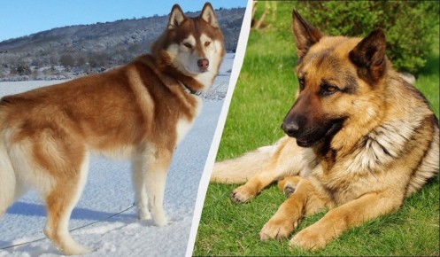 ���������� ������ ����: ����� ������ ������� ��� ������ � ������