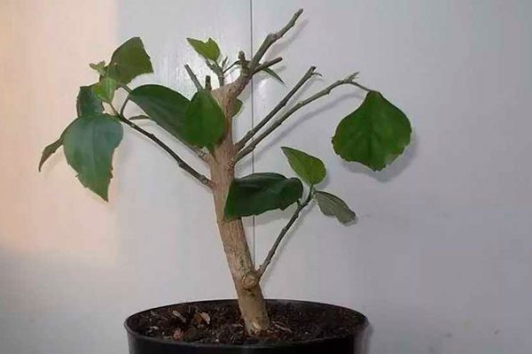 Когда и как правильно обрезать гибискус