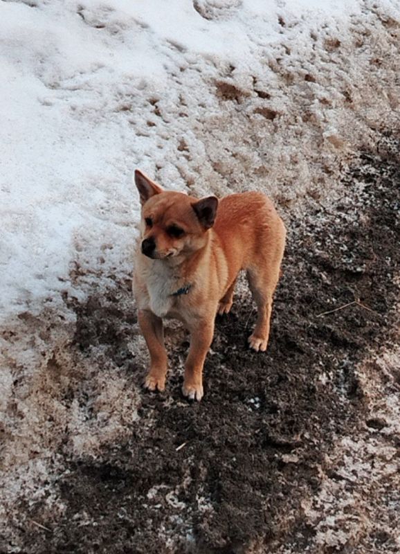 Потери-находки. Между Паспаулом и Туньжой по трассе бегает явно домашний пёс, шарахается от машин