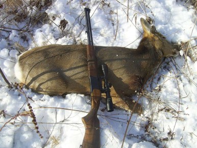 Браконьеров из Маймы приговорили к трём годам условно за убийство косули