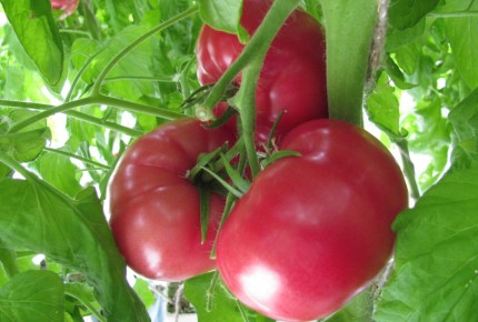 ������ ��� ������ �������: ��� ������� ������ ����� � �� ��������� � �������