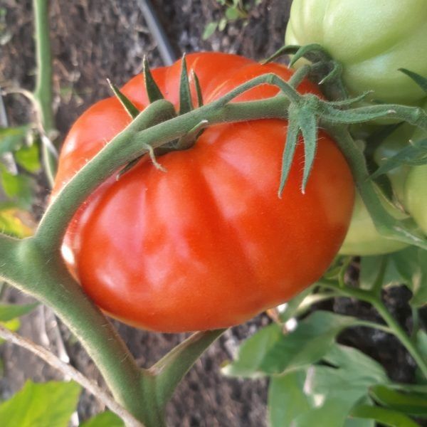 ����� ���������: ������������ ����� ��� ��������