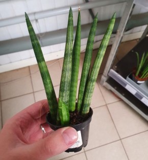 Растения-иллюзии: почему красивые покупки могут разочаровать