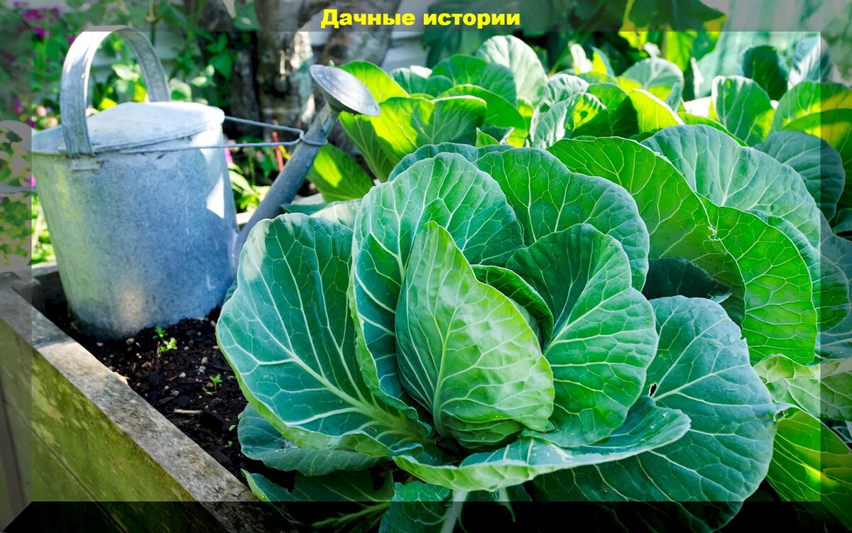 Капуста в конце сезона: поливы, уход и обработка капусты от мокрой гнили