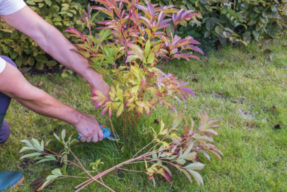 ��� ��������� �������� �����: �������� ������ � ������������