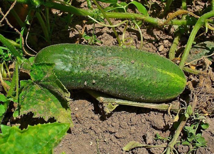 ����������� �������� �������� ������� ��� ��������� ������