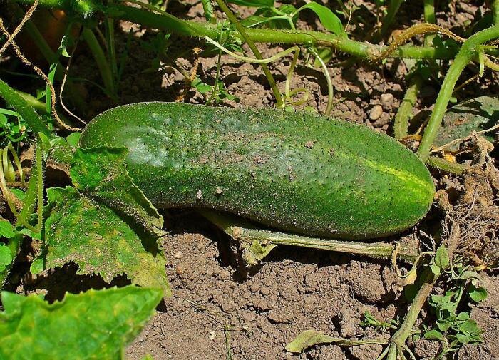 Эффективные методики прищипки огурцов для отличного урожая