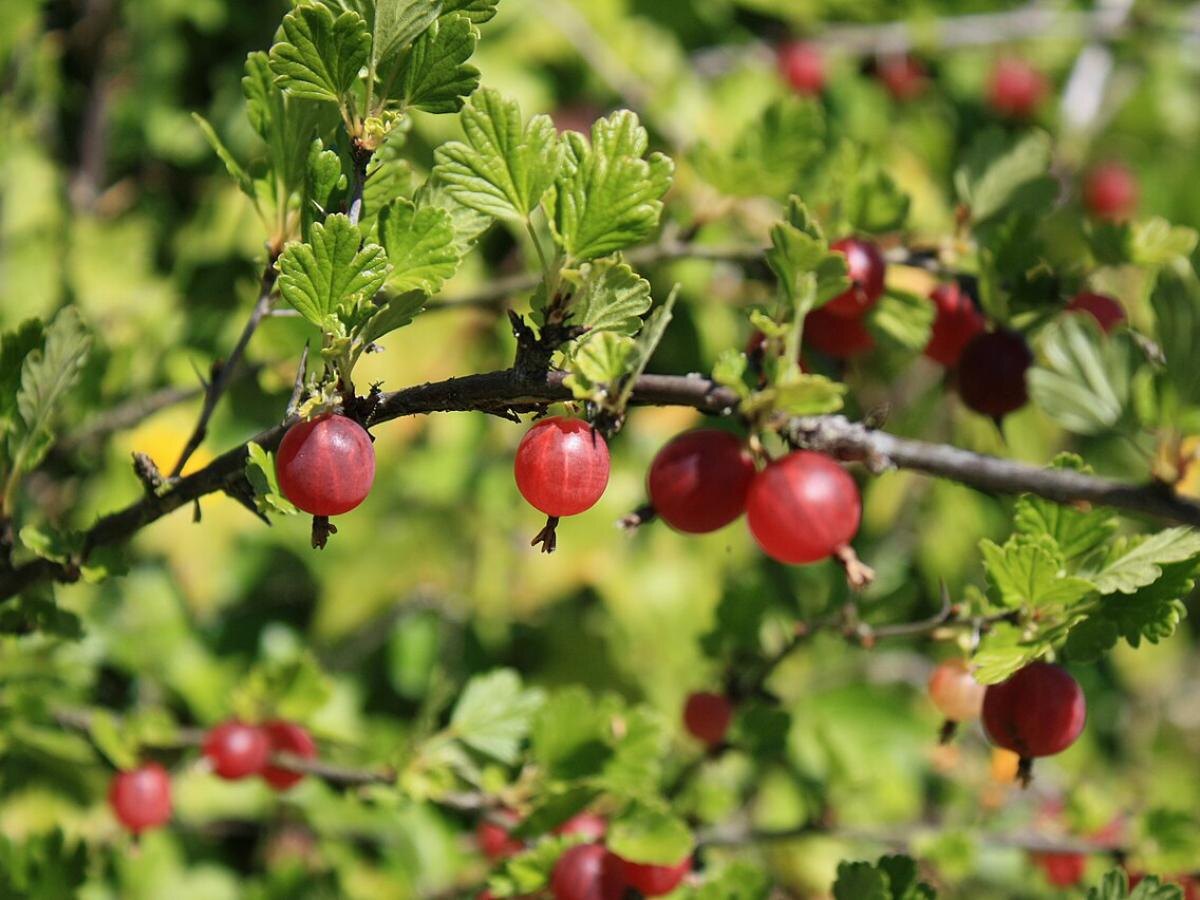 Соседи для крыжовника: как травы и бобы защищают ваш урожай