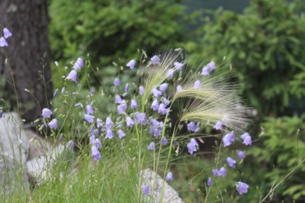 Ячмень гривастый — Северный ковыль