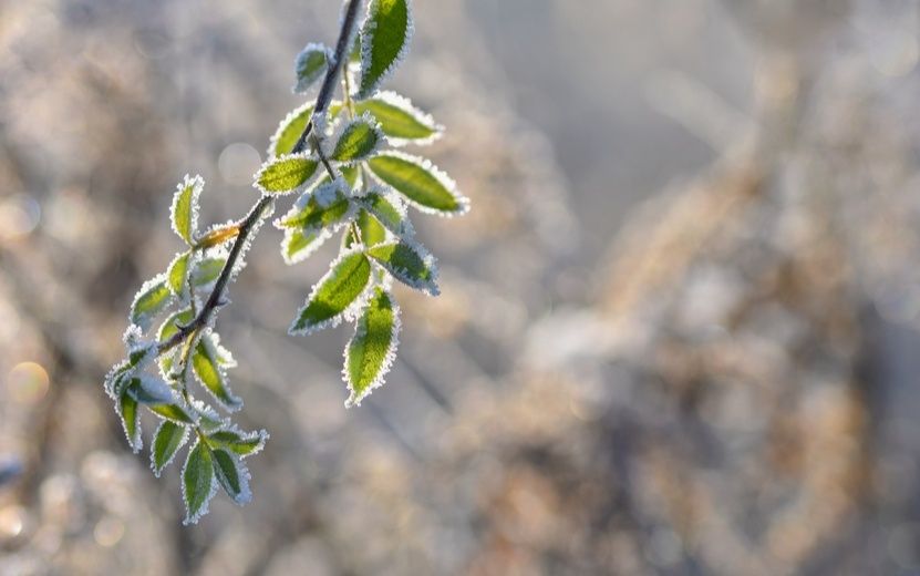 Как правильно укрыть растения на зиму и избежать ошибок весной