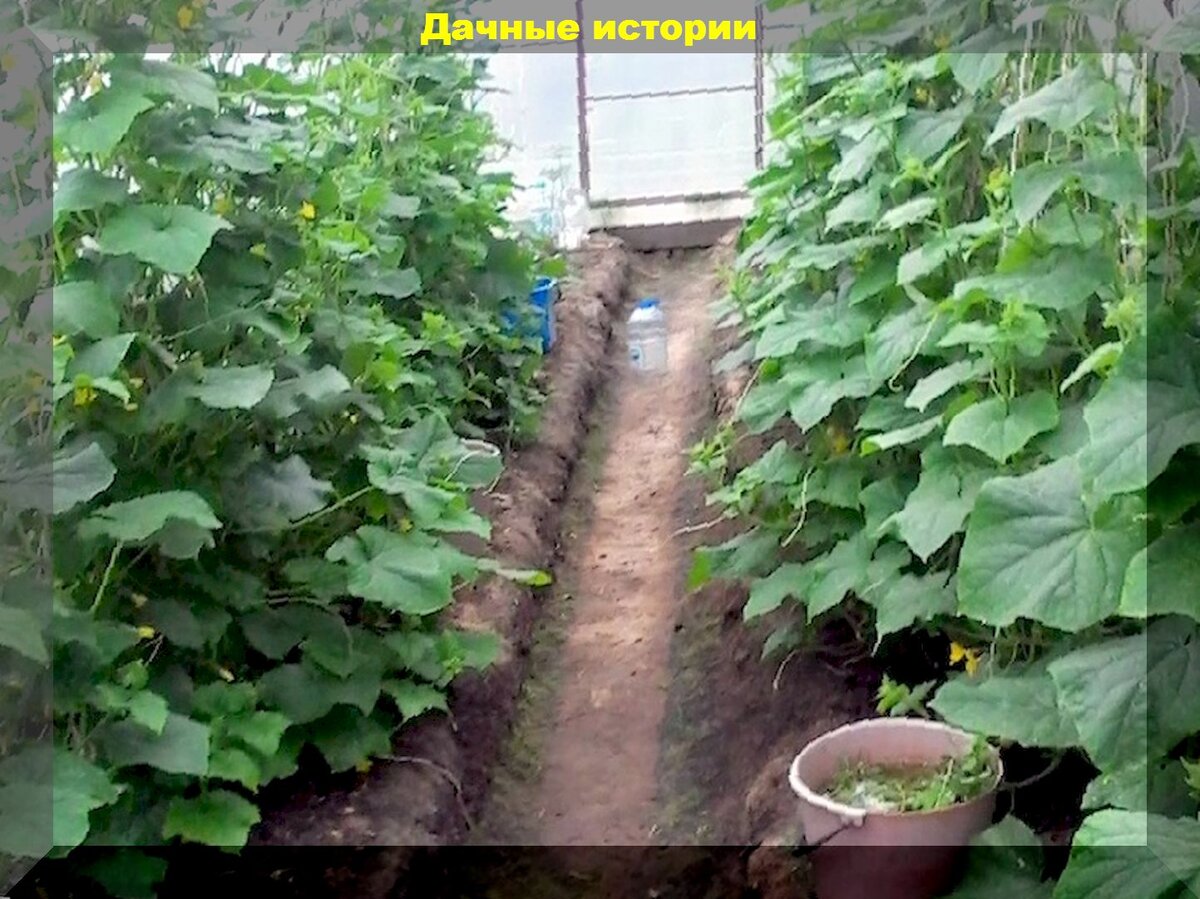 Как базилик может стать идеальным соседом для огурцов в теплице