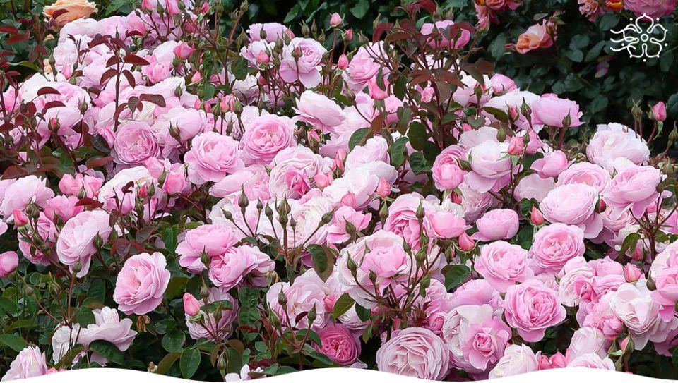 ������� ���������� �������� ���: ������ ��� ���������