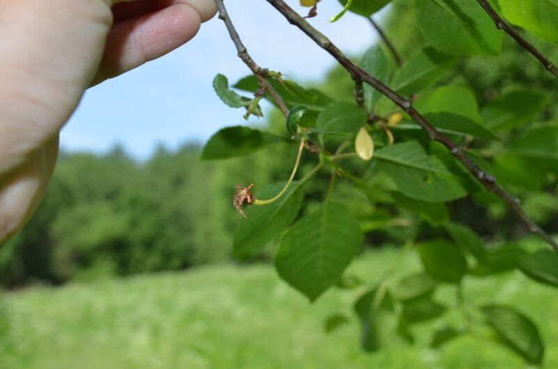 Причины опадения завязи у вишни и сливы: что делать в этом случае