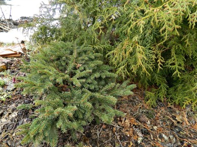 ������� ������ � ������� ��������� ��� ������ ����