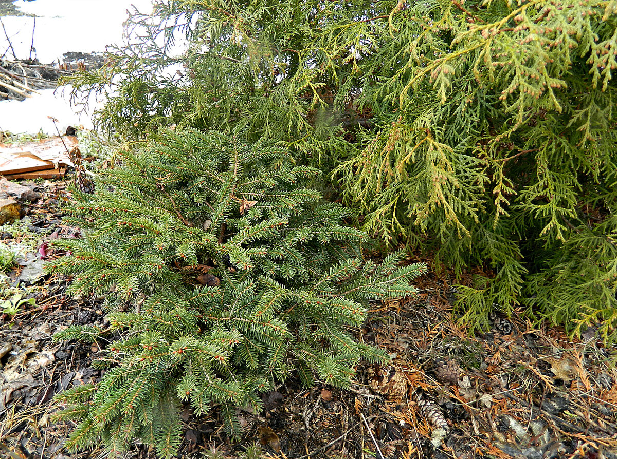 Секреты заботы о хвойных растениях для вашего сада