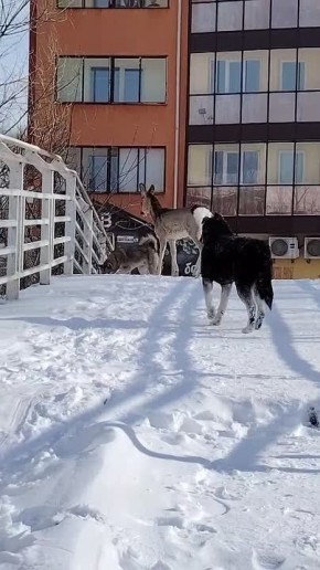 ������ � ������ �����-��������