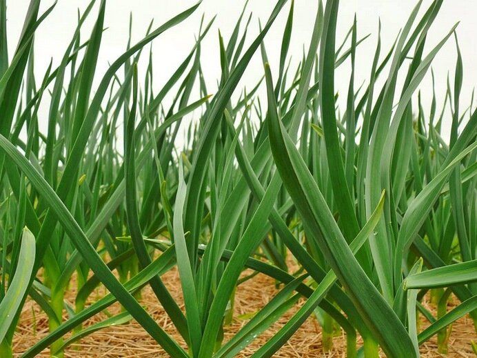 ���������� ��������� �������: ���� � �������� ������