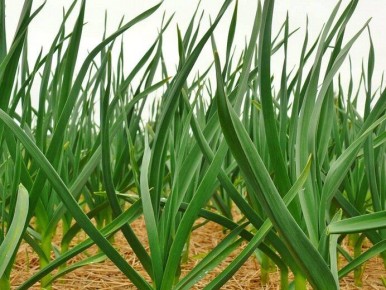 ���������� ��������� �������: ���� � �������� ������