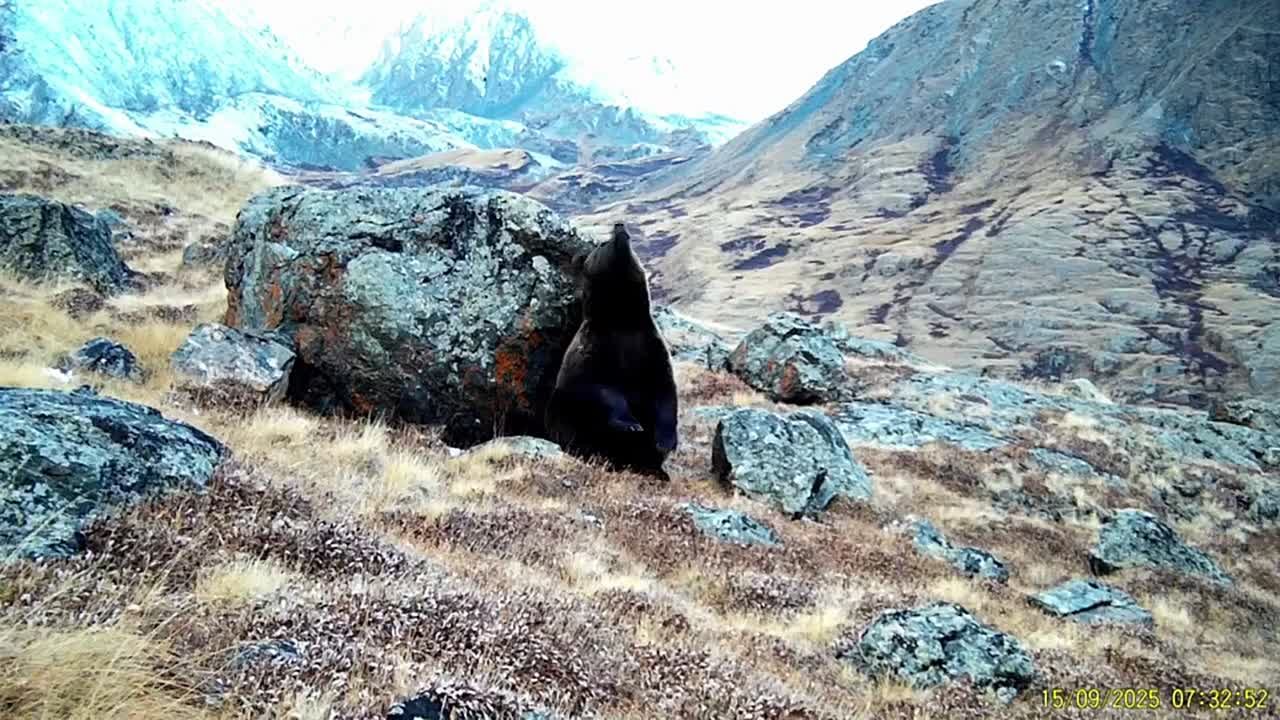 Танцующего медведя сняла фотоловушка в Сайлюгемском национальном парке в Республике Алтай (на а музыкальное сопровождение это уже мы тут сами добавили )