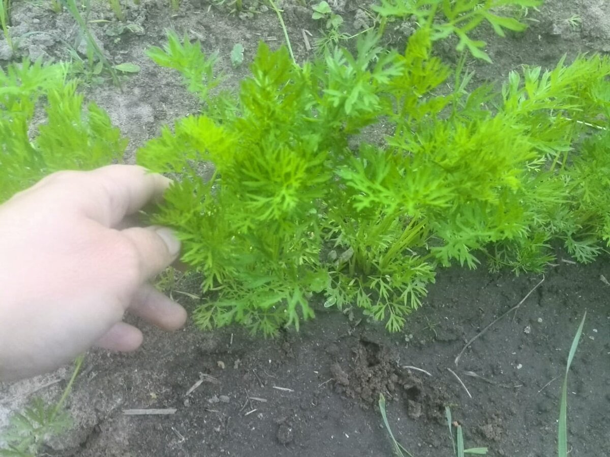 Как вырастить идеальную морковь на своем огороде