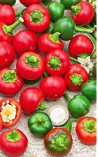 Сладкая мини-радость: перец Конфетка для идеальных теплиц