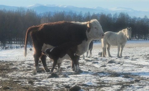 Казахстан ограничил ввоз мяса и скота из Алтайского края и других регионов России
