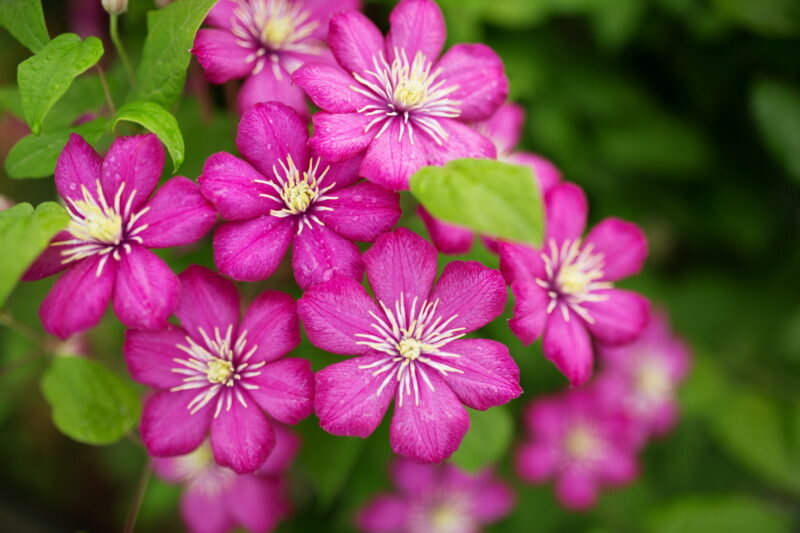 Успех вашего сада: важность опоры для клематисов