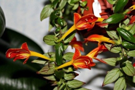 Как избежать распространенных ошибок в уходе за колумнеей