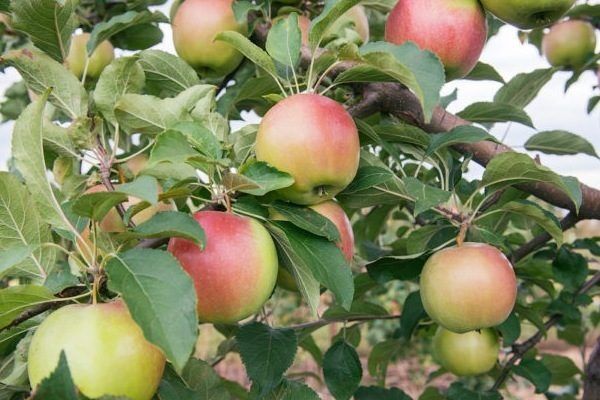 ��� � ������ �������� ����������: ���������� �������������� � ����