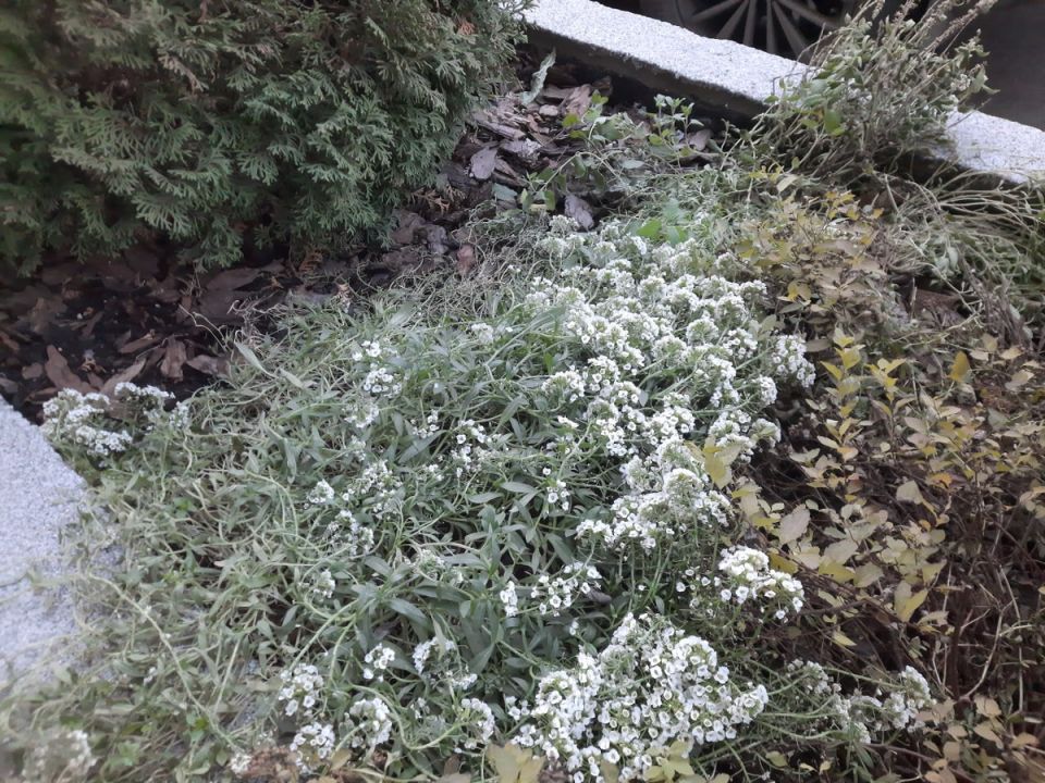 Цветок, который выживает под снегом: удивительная стойкость алиссума