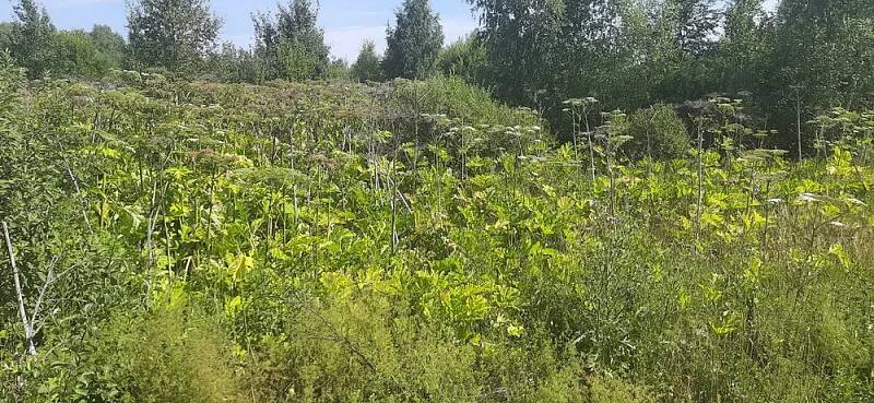 По иску прокурора Майминского района суд обязал юридическое лицо устранить зарастание сорной растительностью земельного участка