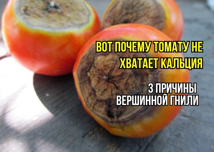 Почему кальций не спасает от вершинной гнили у томатов: три основных причины от агрономов