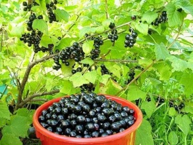 Эффективная борьба с пучковым клещом: народный метод за 20 минут