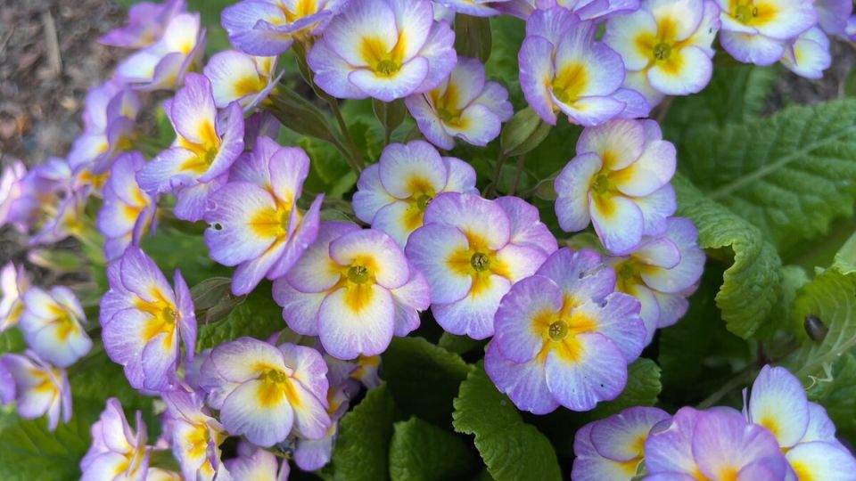 ����� � ��� ���������� �������