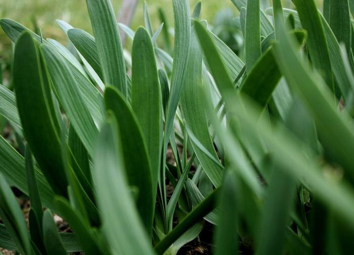 Секреты многолетнего лука: как вырастить здоровый урожай