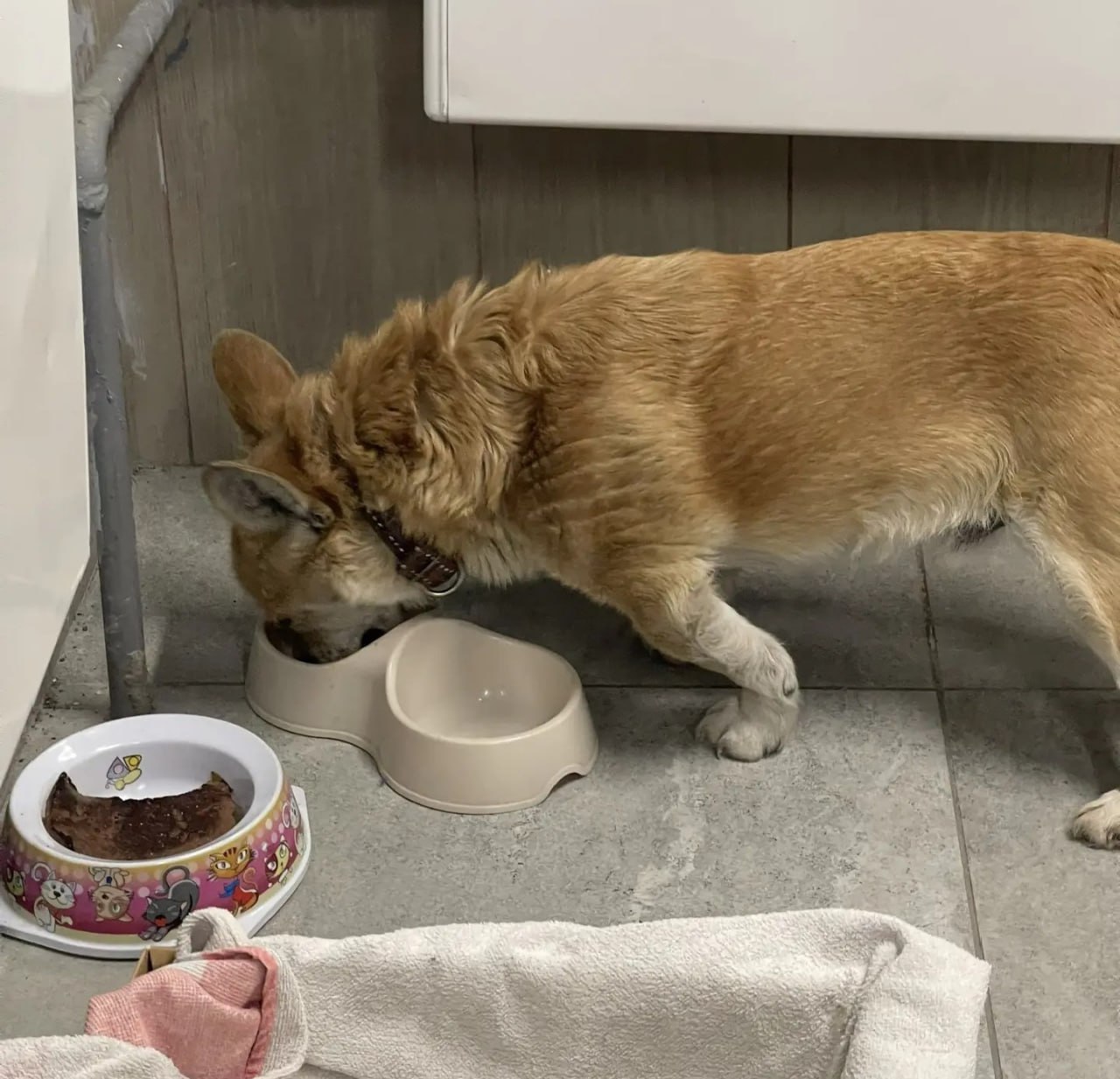 25 февраля в 1 подъезд на ул. Набережная 14/1 в Горно-Алтайске на ночлег пришла собака (старенький кобель), слепой на 1 глаз