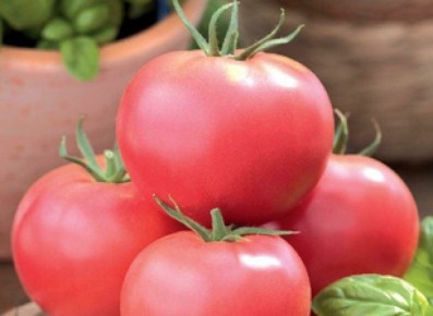 Томат Томимару Мучо: японский гибрид для щедрого урожая в теплицах