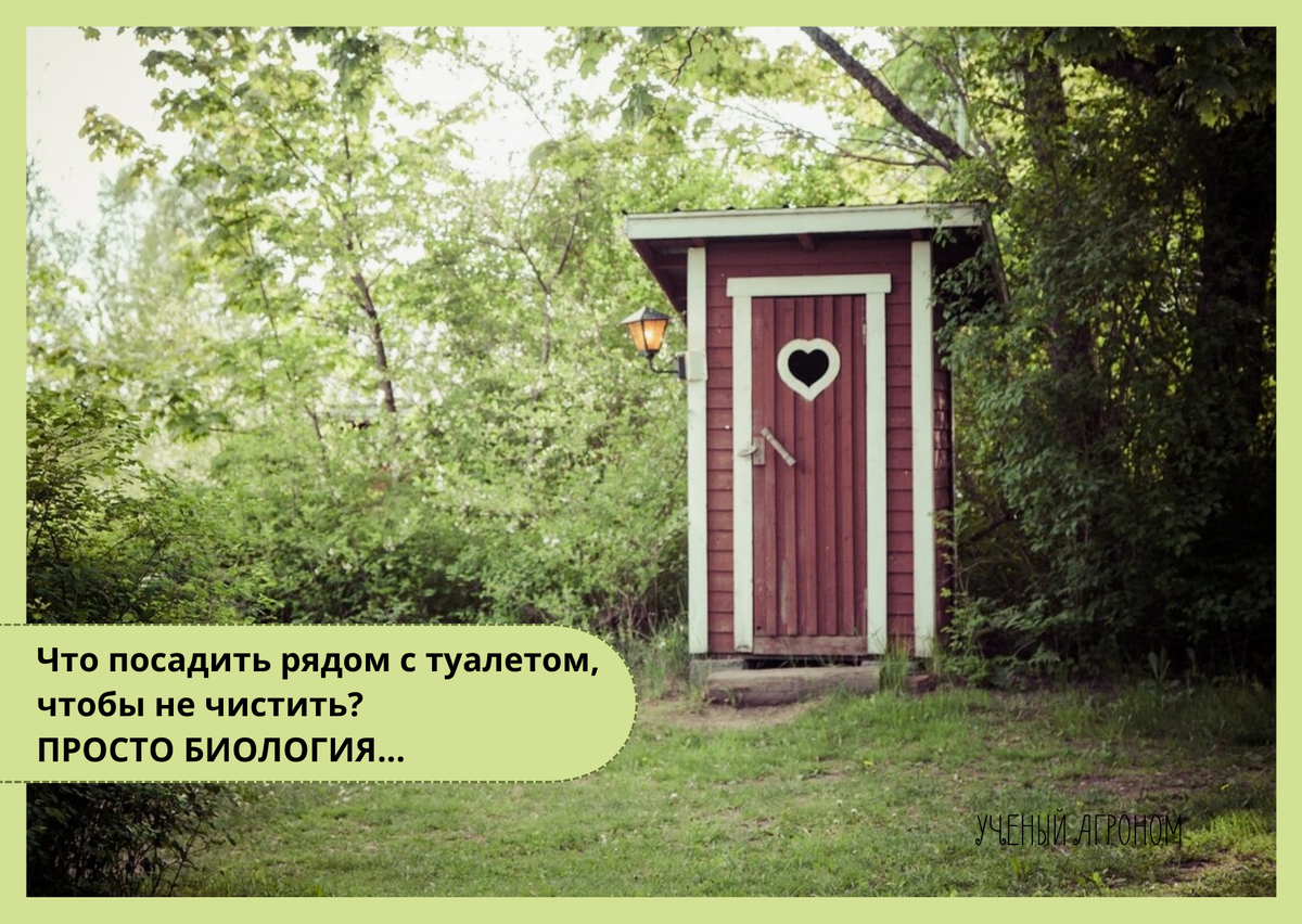 Как улучшить участок вокруг дачного туалета с помощью зелени