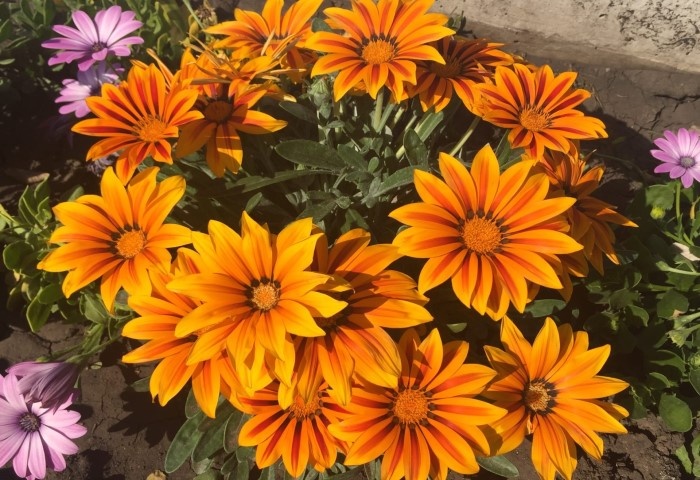 Как вырастить африканскую ромашку: советы для садоводов