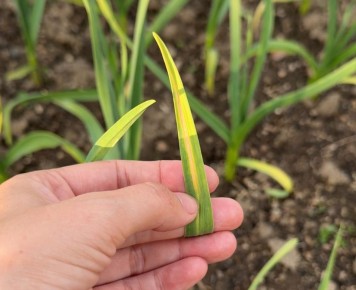 Как спасти желтеющий чеснок: старый совет, проверенный временем