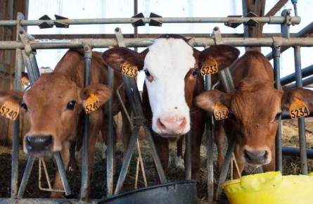 Казахстан ввел временные ограничения на ввоз и транзит живого скота и животноводческой продукции из нескольких регионов России, включая Республику Алтай