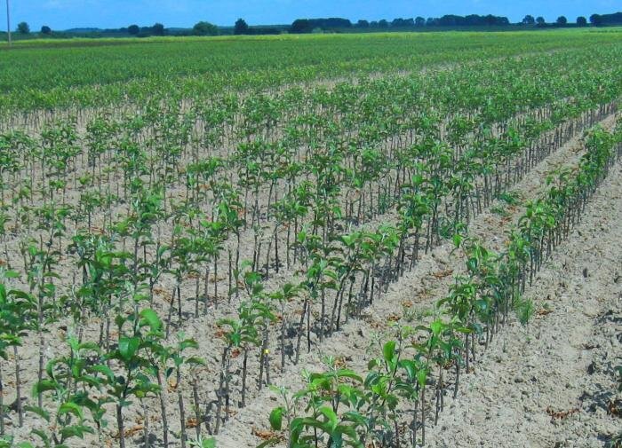 Как вернуть к жизни ваши саженцы: эффективные советы