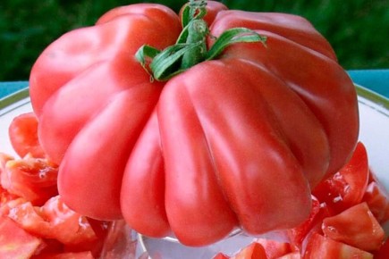 Как защитить свои овощи: основные заболевания и эффективные методы борьбы