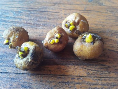 Весна в цветах: открытие хохлатки в саду непрерывного цветения